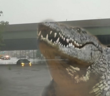 STRAVIČNA SCENA: Krokodil posle poplave završio na ulici
