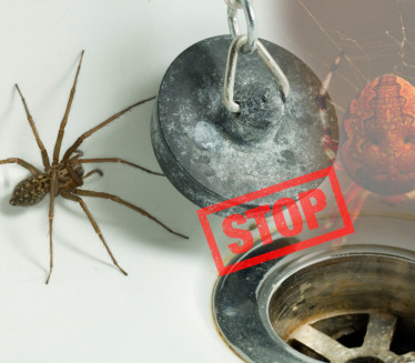 UPOZORENJE NAUČNIKA Nipošto ne ubijajte paukove u svojoj kući