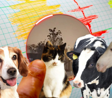 ČUDNO PONAŠANJE PTICA: Mogu li životinje da predvide zemljotres