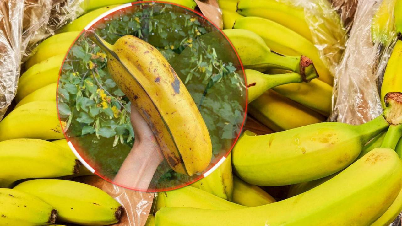 Fotke DŽINOVSKE banane hit na mrežama