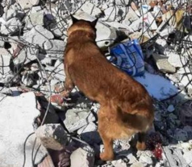 ЗИГИ НЕ СТАЈЕ: Спасилачки пас открио још једну живу особу