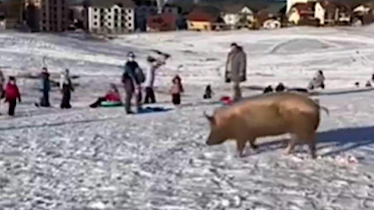 ХИТ СНИМАК: Свиња кренула на санкање