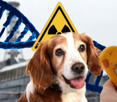 VELIKO OTKRIĆE: Naučnici proučili DNK pasa iz Černobilja