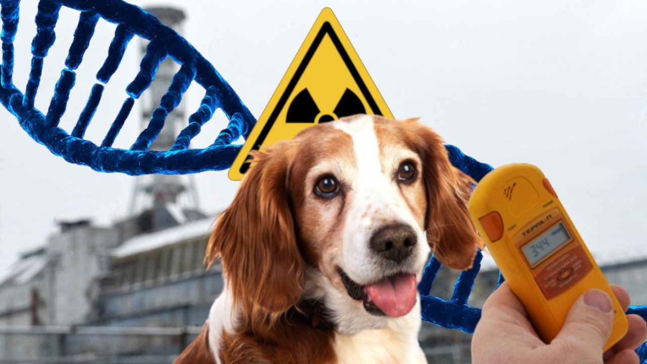 ВЕЛИКО ОТКРИЋЕ: Научници проучили ДНК паса из Чернобиља