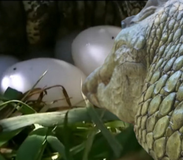 САДА ЈЕ ЗВЕР ОД 2.5м: Жена узела јаје из зооврта пре 20 год