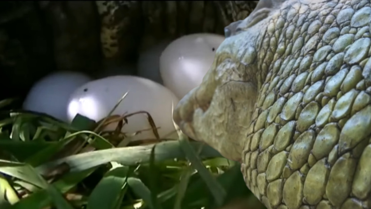 САДА ЈЕ ЗВЕР ОД 2.5м: Жена узела јаје из зооврта пре 20 год