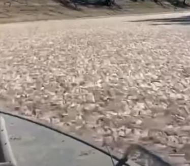 STRAVIČNA SCENA: Mrtve ribe prekrile površinu reke (VIDEO)