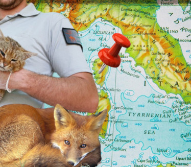 OKTRIVENA ČUDNA ŽIVOTINJA: Mačka-lisica na Korzici?