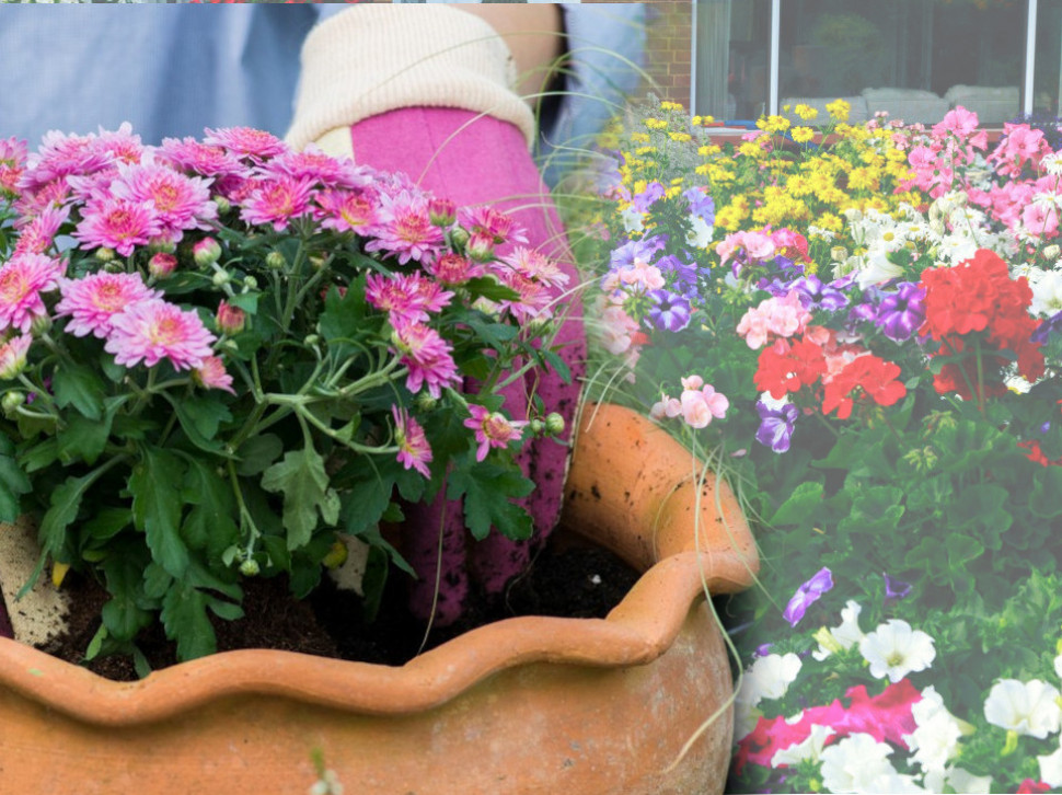 BUJAĆE SVE DO JESENI: Moćan trik za raskošno balkonsko cveće