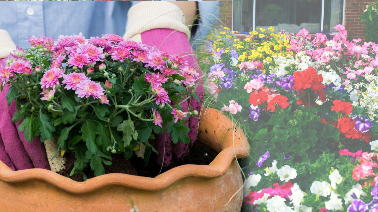 BUJAĆE SVE DO JESENI: Moćan trik za raskošno balkonsko cveće