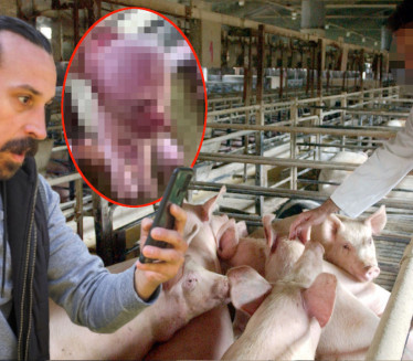 DOMAĆINA ŠOKIRAO PRIZOR NA FARMI: Mutant među svinjama (FOTO)