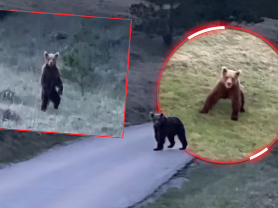 SIŠAO: Medved snimljen na Zlatiboru - usred Vodica (VIDEO)