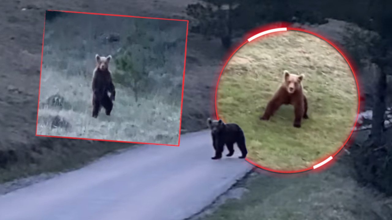SIŠAO: Medved snimljen na Zlatiboru - usred Vodica (VIDEO)