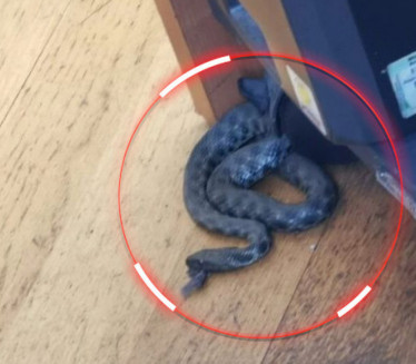 Radnici poreske uprave zmija iskočila ispod stola