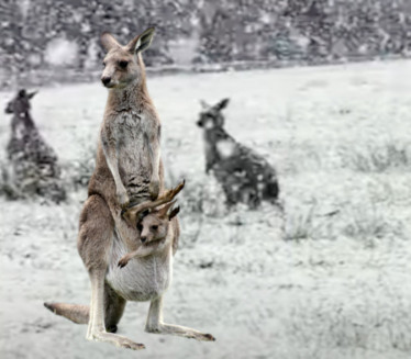NE ZNAJU ŠTA IH JE SNAŠLO: Kenguri prvi put na snegu (VIDEO)