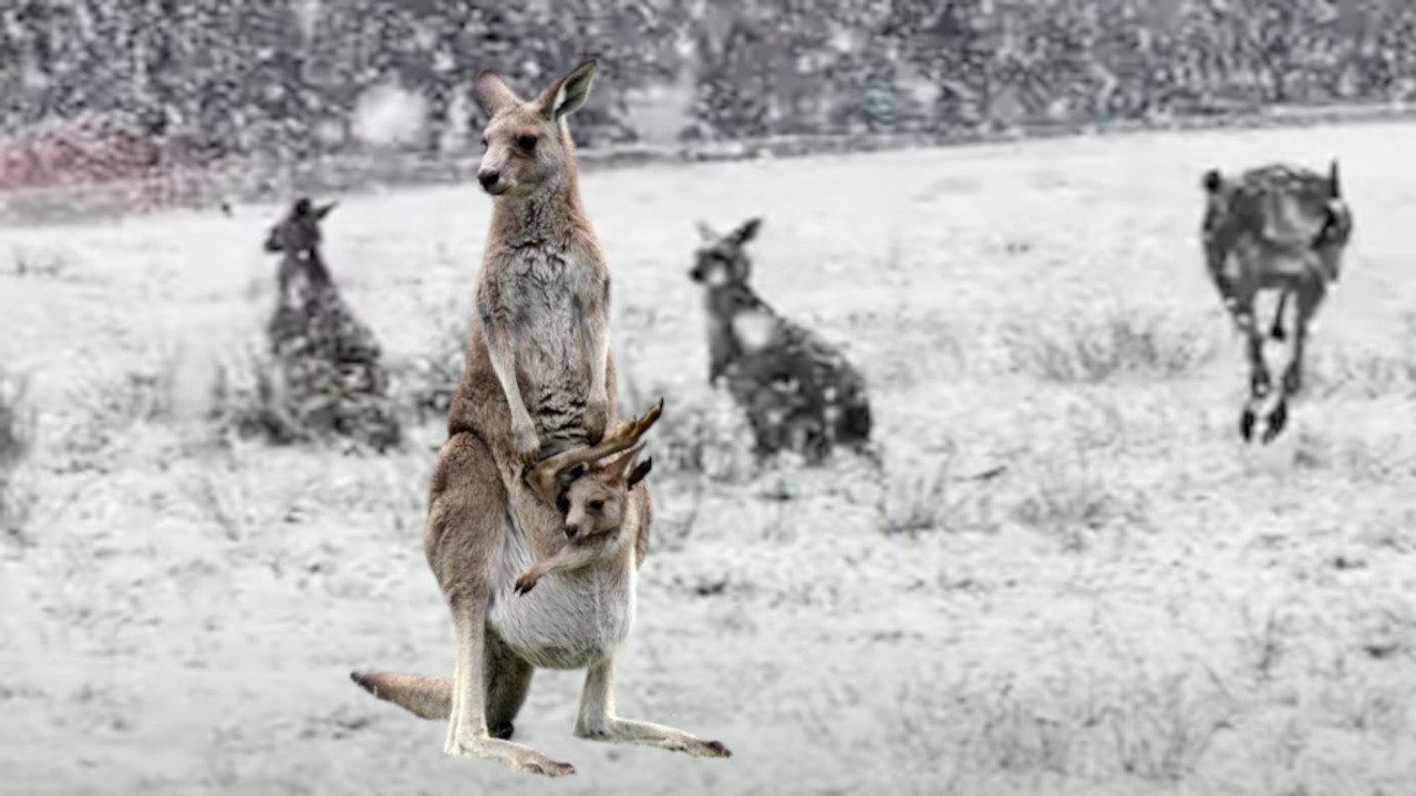 NE ZNAJU ŠTA IH JE SNAŠLO: Kenguri prvi put na snegu (VIDEO)