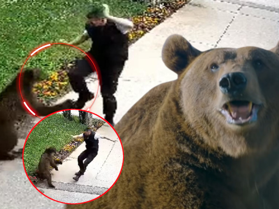 ŠOK U KRUGU FABRIKE: Radnika obezbeđenja napao medved (VIDEO)