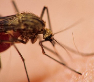 AKCIJA GRADSKE ČISTOĆE: Suzbijanje odraslih jedinki komaraca