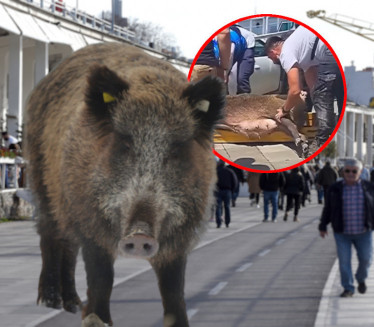 DRAMA KOD BETON HALE: Divlje svinje po šetalištu (VIDEO)
