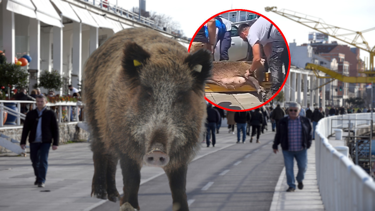 ДРАМА КОД БЕТОН ХАЛЕ: Дивље свиње по шеталишту (ВИДЕО)