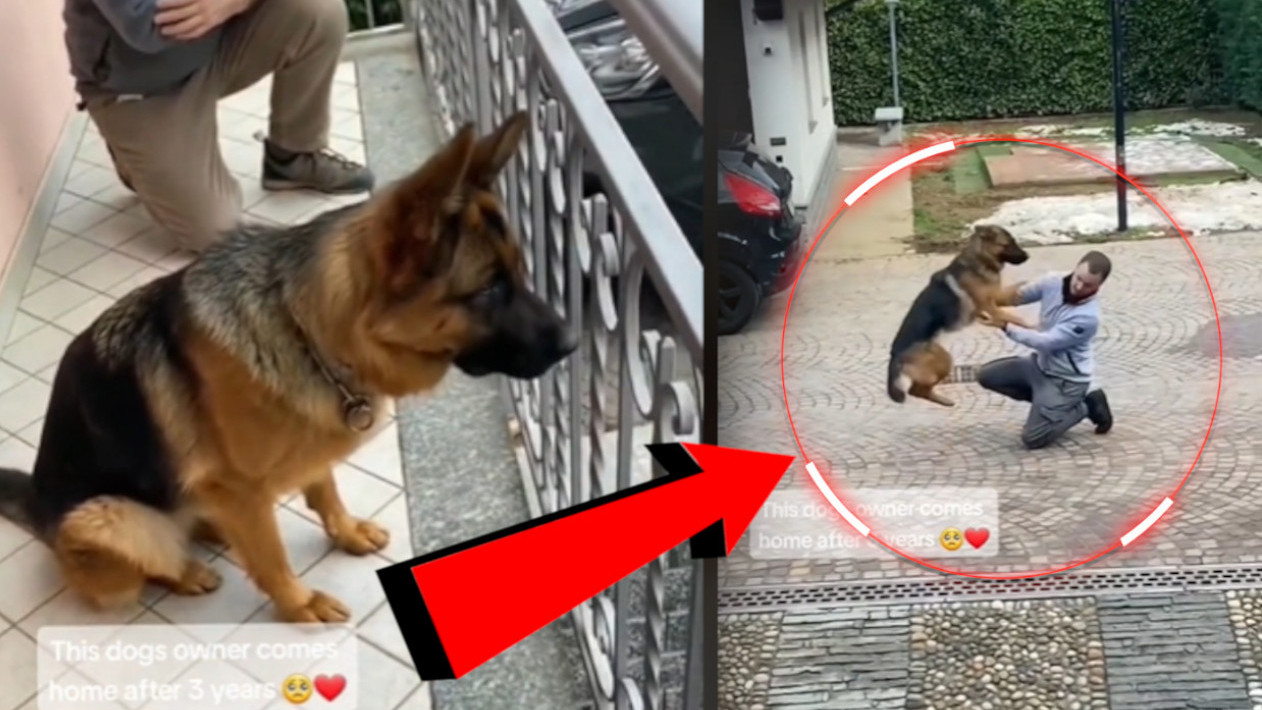 Потресан СНИМАК пса и његовог власника након 3 године ВИДЕО