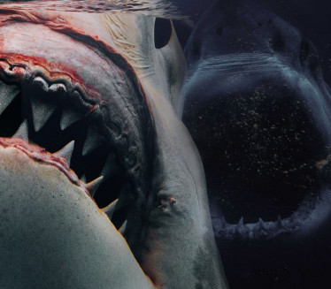 Како нападају ајкуле и које воде су опасне?