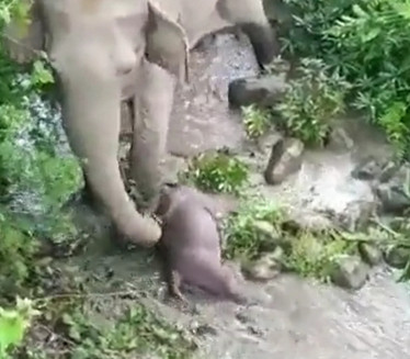 ПОТРЕСНО: Слонче угинуло, мајка не одустаје - ни после 2 км