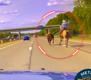 KAO U VESTERN FILMOVIMA: Krava na auto-putu, kauboj je juri