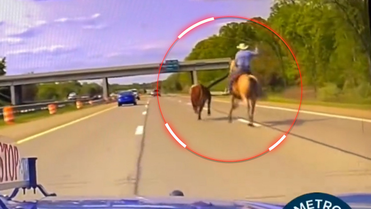 KAO U VESTERN FILMOVIMA: Krava na auto-putu, kauboj je juri