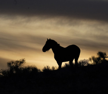 ХОРОР НА ИМАЊУ Пронађено 500 закланих коња, лешеви разбацани