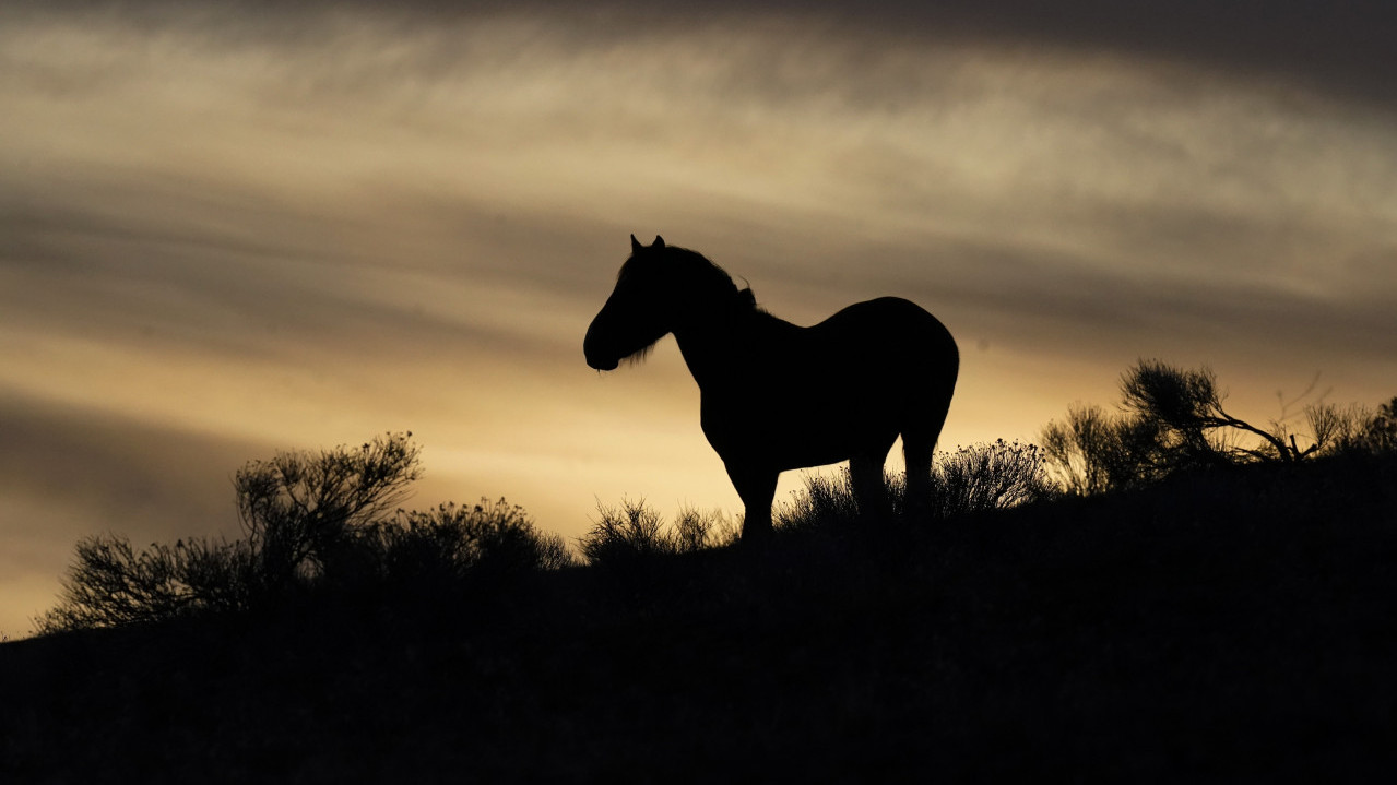 ХОРОР НА ИМАЊУ Пронађено 500 закланих коња, лешеви разбацани
