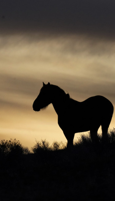 HOROR NA IMANJU Pronađeno 500 zaklanih konja, leševi razbacani