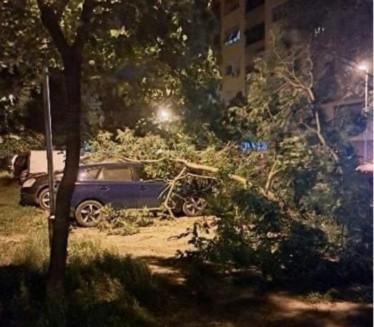 NEVREME NAPRAVILO HAOS: Drvo palo preko vozila u Novom Sadu