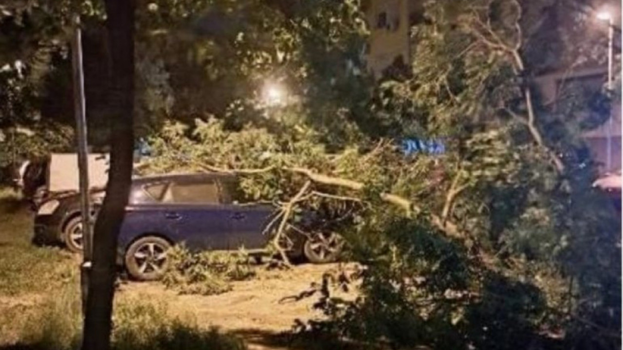 НЕВРЕМЕ НАПРАВИЛО ХАОС: Дрво пало преко возила у Новом Саду