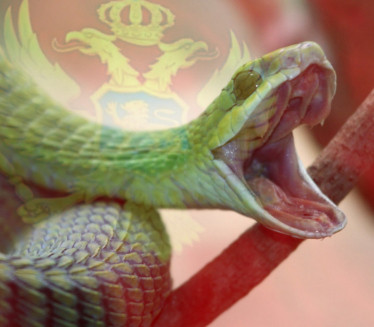 SUTOMORE U STRAHU: Iz mora izvađena dugačka zmija (FOTO)