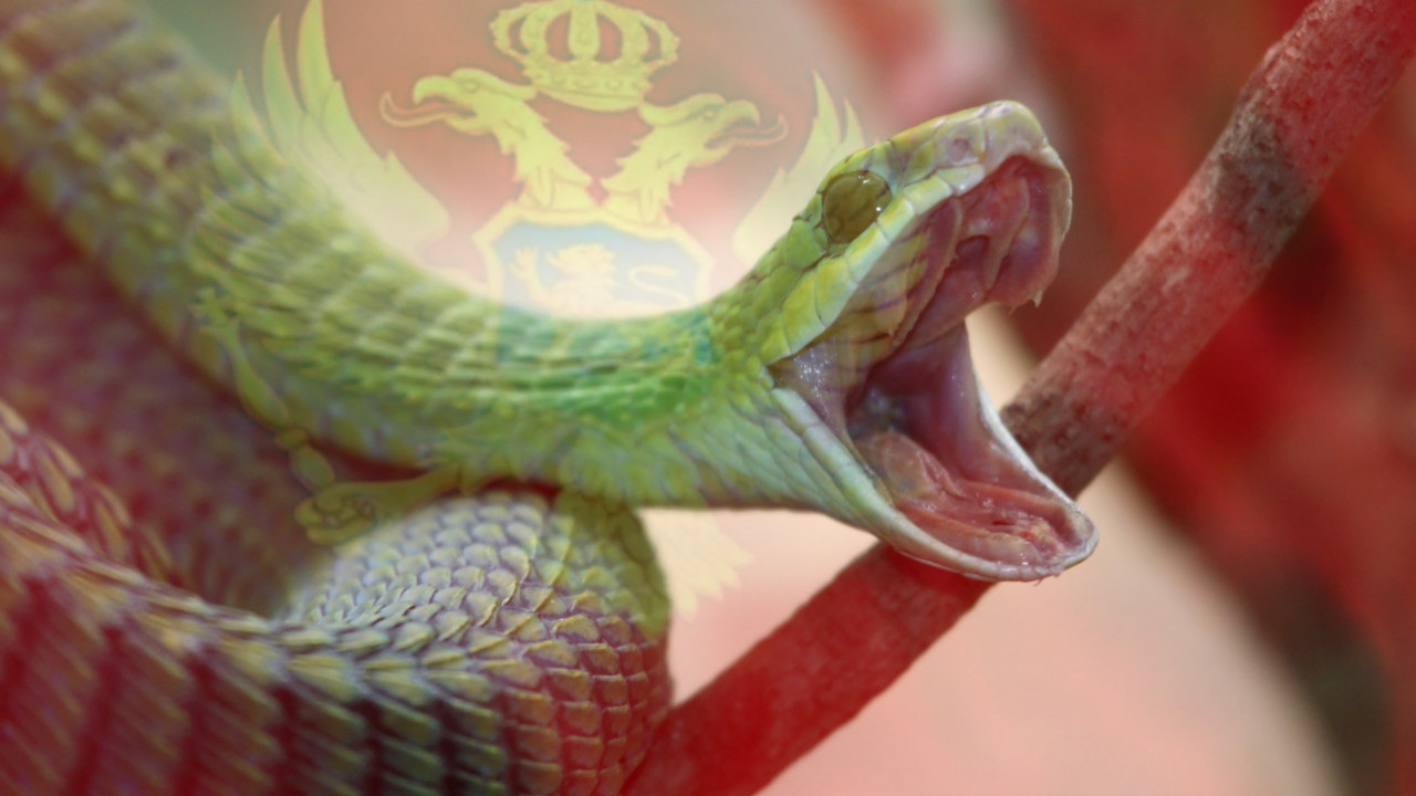 SUTOMORE U STRAHU: Iz mora izvađena dugačka zmija (FOTO)