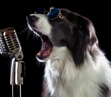 KAKAV GLAS: Ovo su najbolji pevači među psima