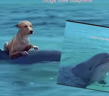 PREDIVNO: Pogledajte drugarstvo delfina i psa