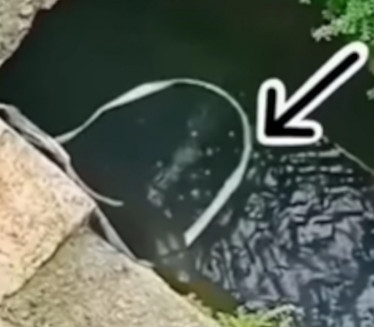 JEZIVO: Zabacio kanap preko mosta pa ulovio živuljku (VIDEO)