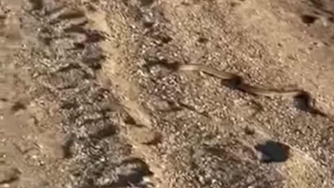 ПАНИКА НА ПЛАЖИ У ГРЧКОЈ: Змија излази из мора (ВИДЕО)
