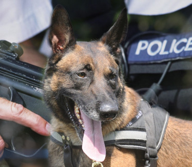 УПУЦАЛИ ГА: Полицајци убили свог службеног пса