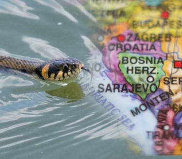 MEŠTANI U ČUDU: Najveća evropska zmija uočena u regionu