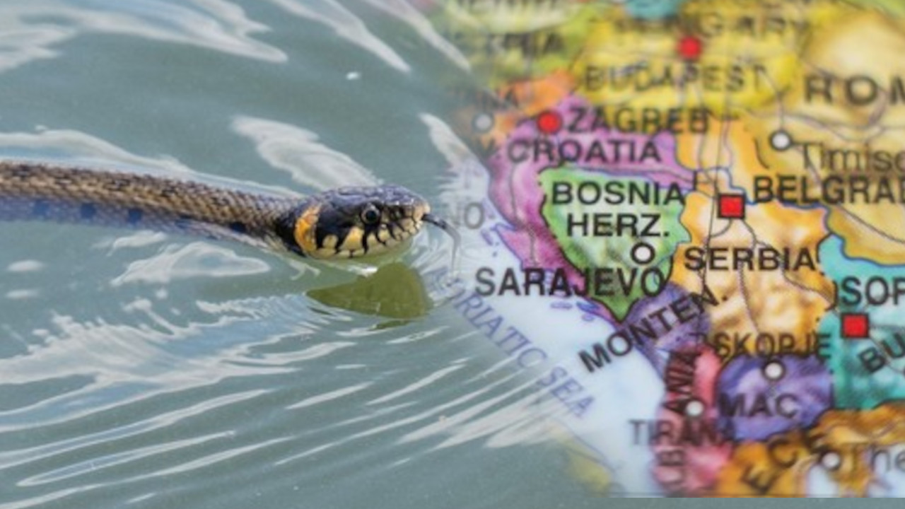 MEŠTANI U ČUDU: Najveća evropska zmija uočena u regionu