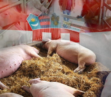 Шта су "ДИГИТАЛНЕ" свиње које гаје Хрвати?100кг за 30 месеци