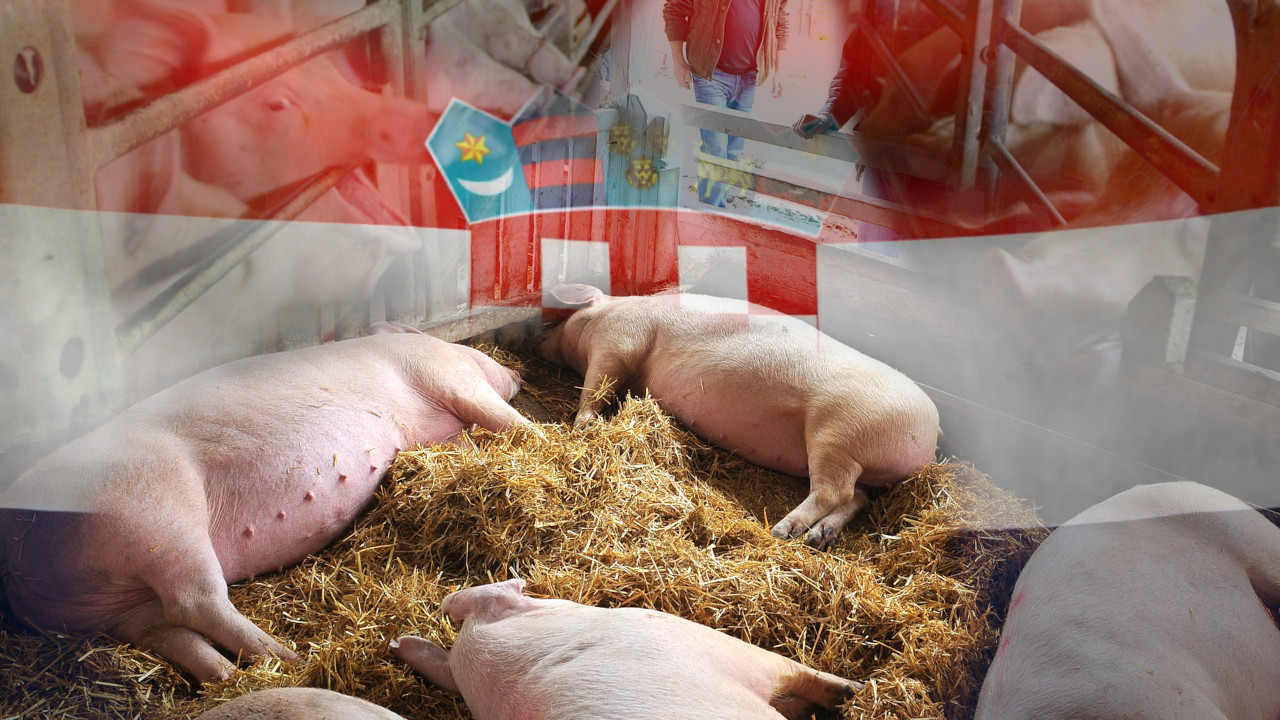Šta su "DIGITALNE" svinje koje gaje Hrvati?100kg za 30 meseci