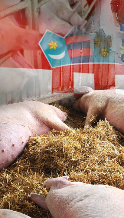 Шта су "ДИГИТАЛНЕ" свиње које гаје Хрвати?100кг за 30 месеци