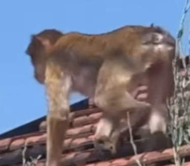 ЈУРЊАВА У БЕОГРАДУ: Мајмун шета крововима Карабурме