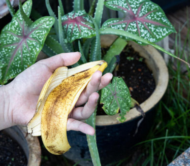ПРИРОДНО ЋУБРИВО: Банана идеална за башту и собно биље