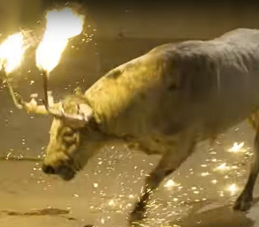 (UZNEMIRUJUĆE) Zapalili biku rogove - užasan snimak mučenja
