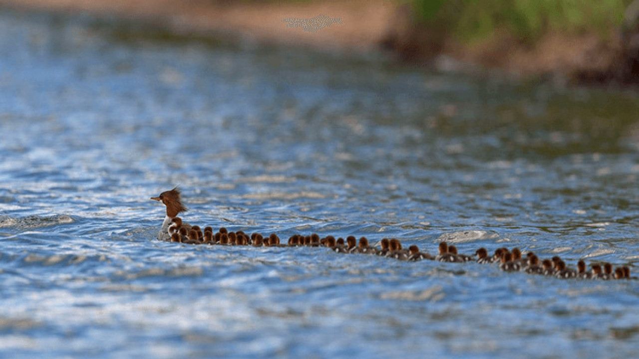 СУПЕР МАМА: На језеру у Минесоти с 56 пачића за собом